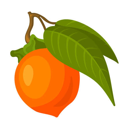 Persimmon vector icon.Cartoon vector icon isolated on white background persimmon.のイラスト素材
