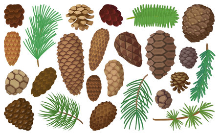 Cone pine isolated cartoon set icon. Vector illustration spruce pinecone on white background. Vector cartoon set icon cone pine.のイラスト素材