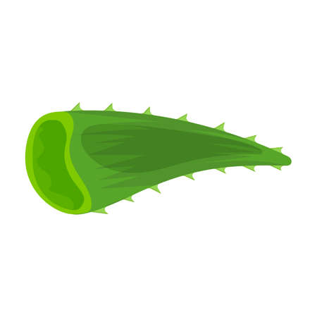 Aloe vera vector icon.Cartoon vector icon isolated on white background aloe vera.のイラスト素材