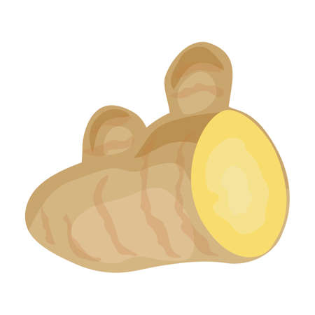 Ginger vector icon.Cartoon vector icon isolated on white background ginger.のイラスト素材