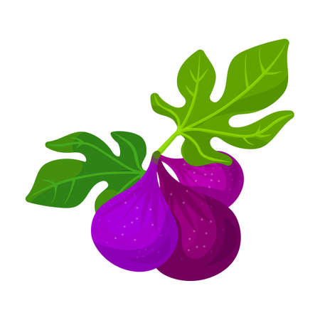 Fig vector icon.Cartoon vector icon isolated on white background fig.のイラスト素材