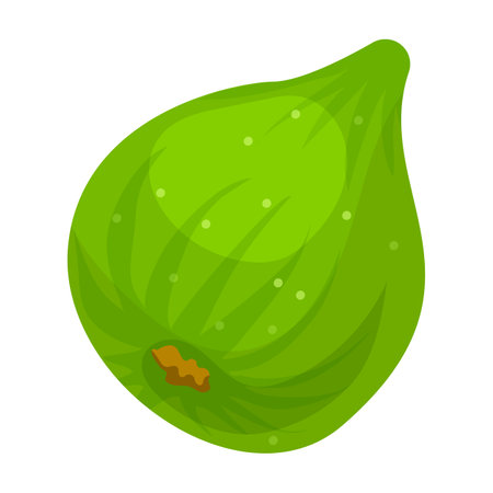 Fig vector icon.Cartoon vector icon isolated on white background fig.のイラスト素材