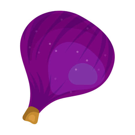 Fig vector icon.Cartoon vector icon isolated on white background fig.のイラスト素材