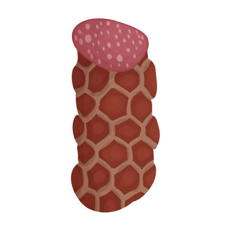 Sausage vector icon.Cartoon vector icon isolated on white background sausage.のイラスト素材