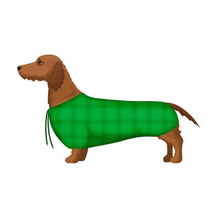Dachshund vector icon.Cartoon vector icon isolated on white background dachshund.のイラスト素材