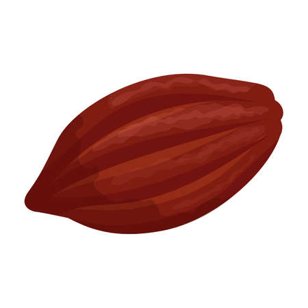 Cocoa bean isolated cartoon illustration icon. Vector illustration chocolate fruit on white background. Vector cartoon icon cocoa bean.のイラスト素材