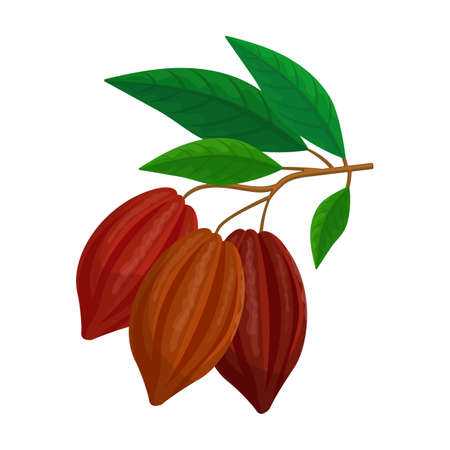 Cocoa bean isolated cartoon illustration icon. Vector illustration chocolate fruit on white background. Vector cartoon icon cocoa bean.のイラスト素材