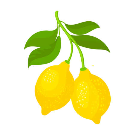 Lemon vector icon.Cartoon vector icon isolated on white background lemon.のイラスト素材