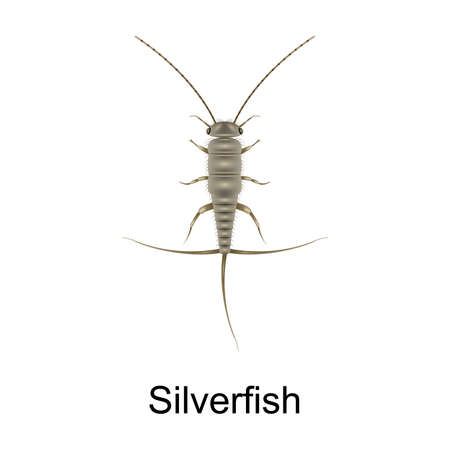 Beetle silverfish vector icon.Realistic vector icon isolated on white background beetle silverfish.