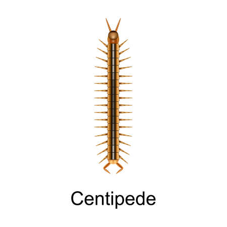 Beetle centipede vector icon.Realistic vector icon isolated on white background beetle centipedeのイラスト素材