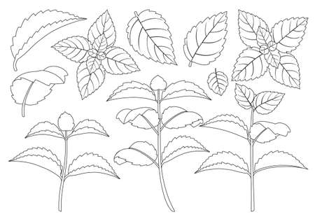 Mint leaf outline vector set illustration of icon.Fresh peppermint vector set of icon.Set illustration leaf of mint on white background.のイラスト素材