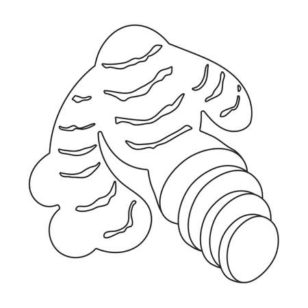 Ginger vector outline icon. Vector illustration root on white background. Isolated outline illustration icon of ginger .のイラスト素材