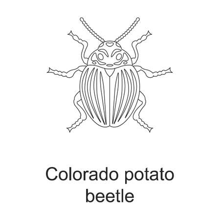 Beetle insect vector outline icon. Vector illustration bug insect on white background. Isolated outline illustration icon of beetle pest .のイラスト素材