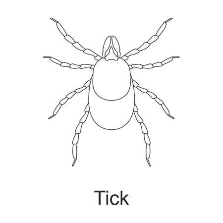 Beetle insect vector outline icon. Vector illustration bug insect on white background. Isolated outline illustration icon of beetle pest .のイラスト素材