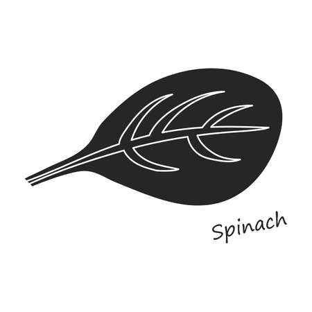 Lettuce and salad black vector of icon.Black vector illustration leaf of lettuce. Isolated illustration leaf of salad icon.のイラスト素材