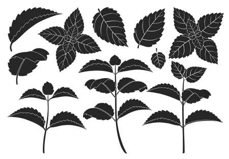 Mint leaf black vector set illustration of icon.Fresh peppermint vector set of icon.Set illustration leaf of mint on white background.のイラスト素材