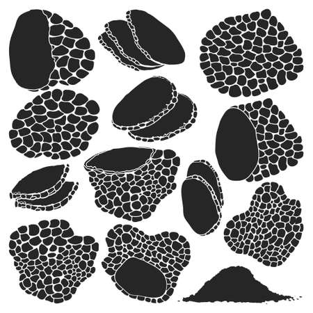 Truffle vector illustration on white background. Isolated black set icon mushroom. Vector black set icon truffle.のイラスト素材
