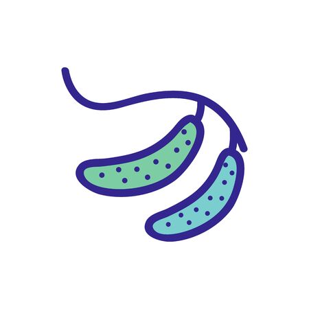 cucumber on a branch icon vector. cucumber on a branch sign. color isolated symbol illustrationのイラスト素材