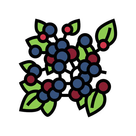huckleberry plant branch color icon vector. huckleberry plant branch sign. isolated symbol...