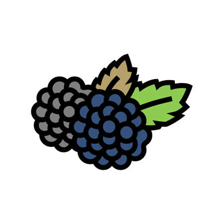 blackberry berry color icon vector. blackberry berry sign. isolated symbol illustrationのイラスト素材