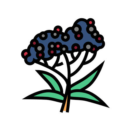 elderberry tree branch color icon vector. elderberry tree branch sign. isolated symbol illustrationのイラスト素材