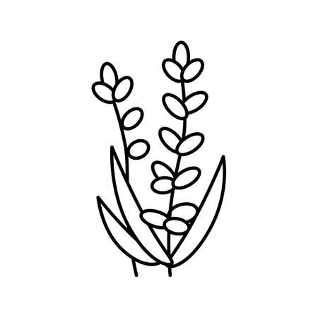 lavender flower aromatherapy line icon vector isolated illustrationのイラスト素材