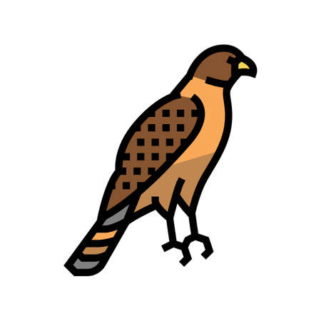 hawk bird color icon vector. hawk bird sign. isolated symbol illustrationのイラスト素材