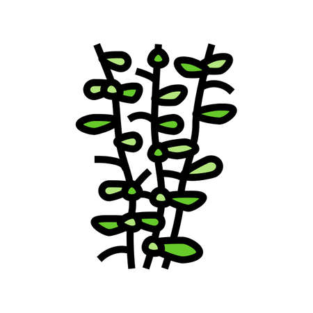 moneywort seaweed color icon vector. moneywort seaweed sign. isolated symbol illustrationのイラスト素材