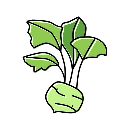 kohlrabi cabbage color icon vector. kohlrabi cabbage sign. isolated symbol illustrationのイラスト素材