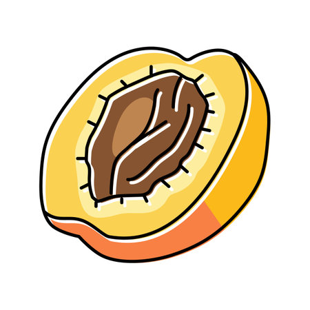 cut apricot fruit color icon vector. cut apricot fruit sign. isolated symbol illustrationのイラスト素材