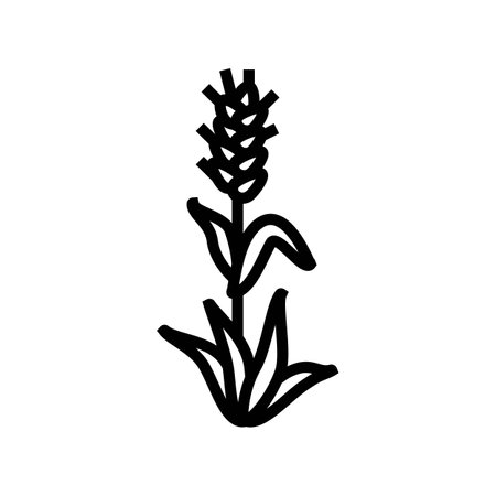 plant green wheat line icon vector illustrationのイラスト素材