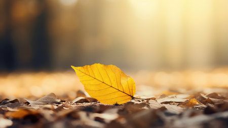 nature yellow october environment closeの素材