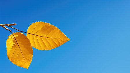 beautiful environment scene golden closeの素材