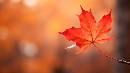 clean red november autumnal vibrantの素材