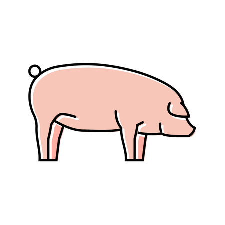 landrace pig breed color icon vector illustrationのイラスト素材