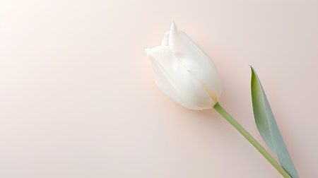 spring white flower backgroundの素材