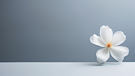 calm soft grey backgroundの素材