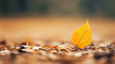 season yellow autumn backgroundの素材