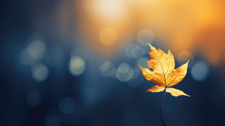 foliage bokeh autumn backgroundの素材