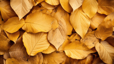 nature golden leaves backgroundの素材