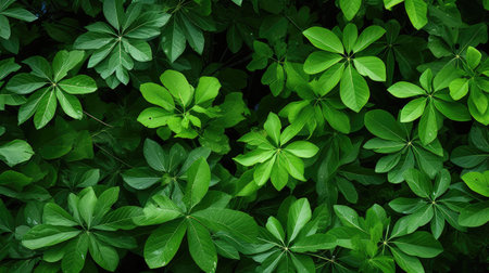plant foliage leaves backgroundの素材