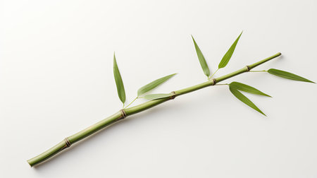 minimalist bamboo hand drawnの素材