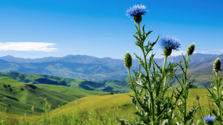 nature blue thistleの素材