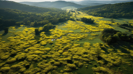 field golden cloverの素材