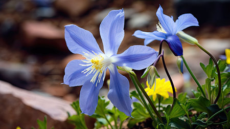 butterfly colorado blue columbineの素材