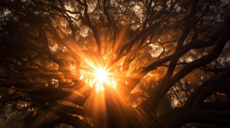 light sun burst backgroundの素材