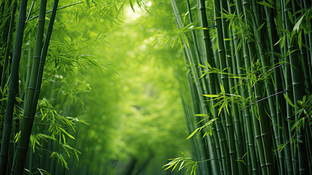 nature green bamboo backgroundの素材