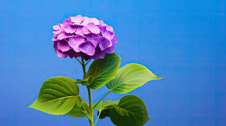 blossom hydrangea purpleの素材