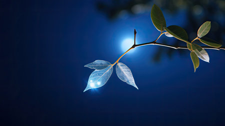 night star leafの素材