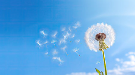clock dandelion yellowの素材